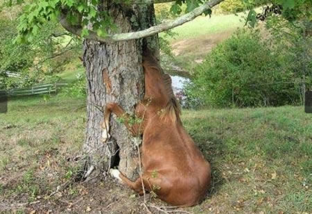 动物离奇悲催时刻