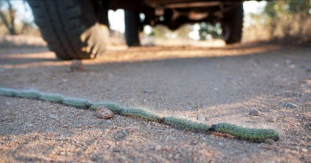 可爱动物排排站