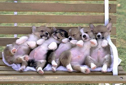 可爱动物排排站