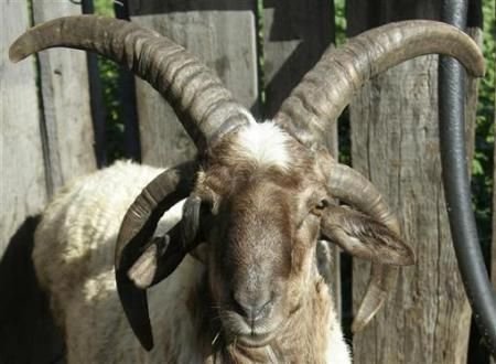 盘点恐怖诡异的变异动物