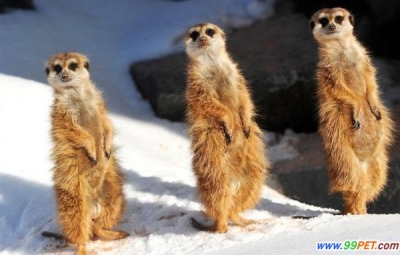 可爱动物排排站