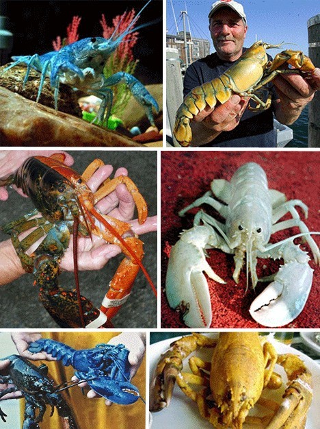 盘点恐怖诡异的变异动物