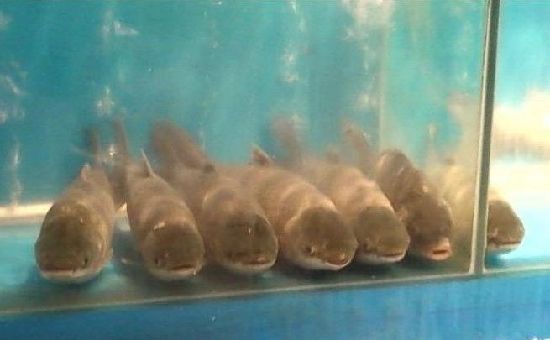 可爱动物排排站