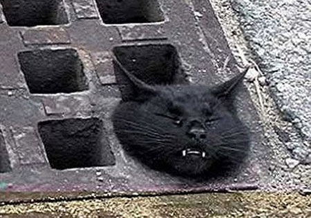 动物离奇悲催时刻