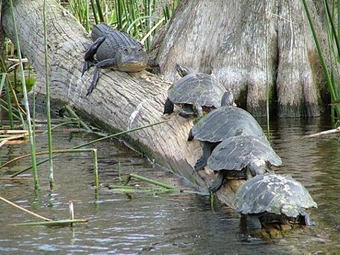 可爱动物排排站