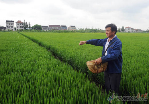 专访松江家庭农场主样板沈忠良:种地三分靠种