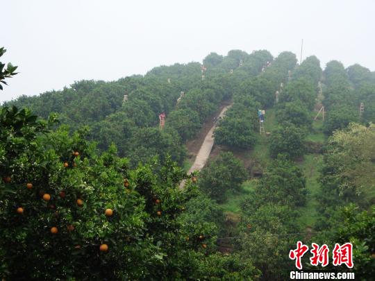 重庆忠县:"三年行动计划"建设中国柑橘第一县
