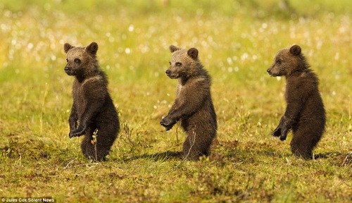 ????三只顽皮的熊宝宝“排排站”卖萌