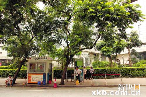 ■191路车总站旁的两棵黄花梨树。