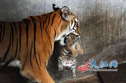 世界罕见!南昌动物园华南虎"英雄父母"2年生6只虎崽(图)