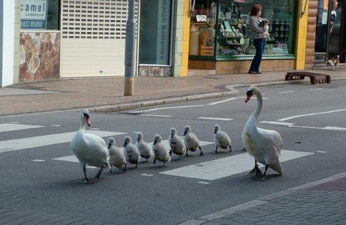 可爱动物排排站