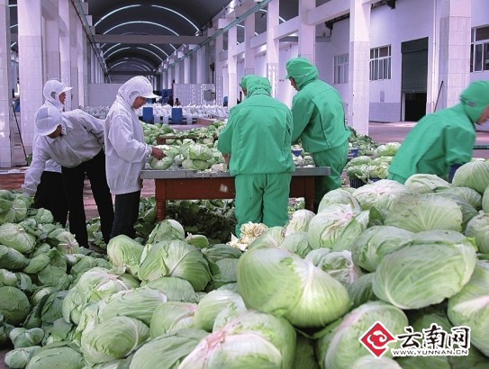 蔬菜冷链加工车间.
