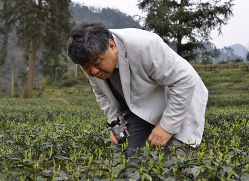 品牌专家顾问团成员--著名茶学专家,西南大学博