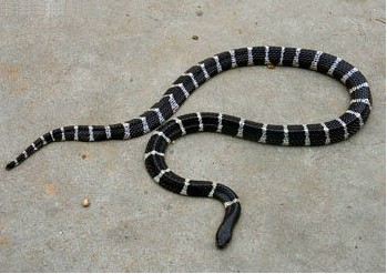 银环蛇:中国毒性最强的毒蛇