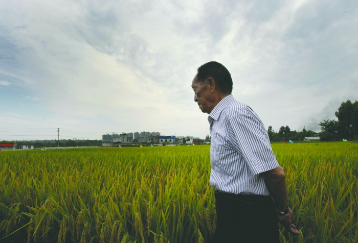 袁隆平昨在成都稻田谈希望:成都要研发本土超级稻