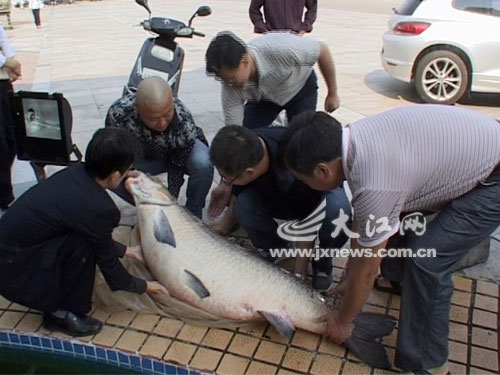 江西渔民在万安水库捕到65.5公斤大青鱼(图)