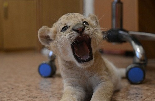 世界首只狮狮虎琪拉亚诞生 盘点神奇的杂交动