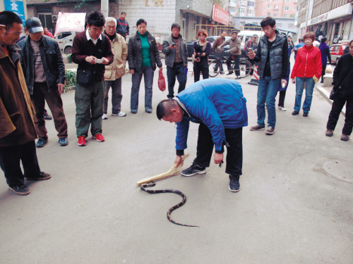 光天化日蛇出没 居民楼下爬出条1.5米长黑蛇