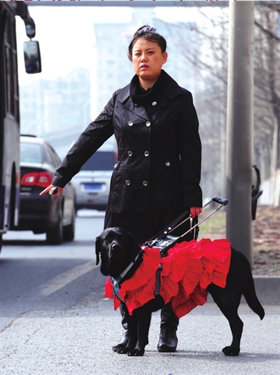 导盲犬珍妮:何时与你走天涯_资讯频道_凤凰网