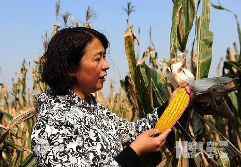 农民心中的女财神 内蒙古科左中旗农牧业局副