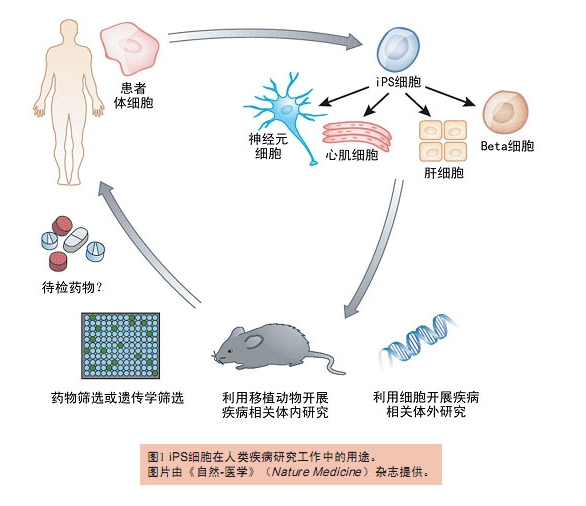 日本新发现:移植环境会影响神经干细胞分化