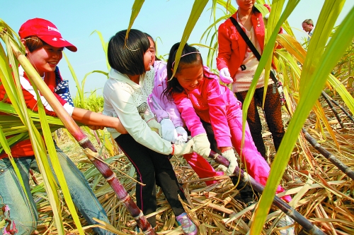 终于学会拔甘蔗了