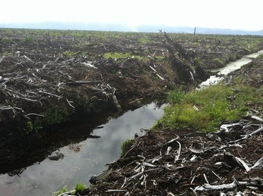 印尼棕榈油行业急速扩张 红毛猩猩栖息地遭破坏