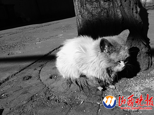 流浪猫狗难挨寒冬叫人好心疼(图)