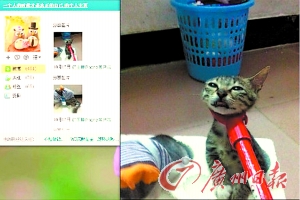 勒颈、浸水、套头5张虐猫照犯众怒