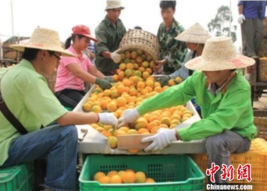 广西华侨农场凤凰柑橘成为广西著名水果品牌