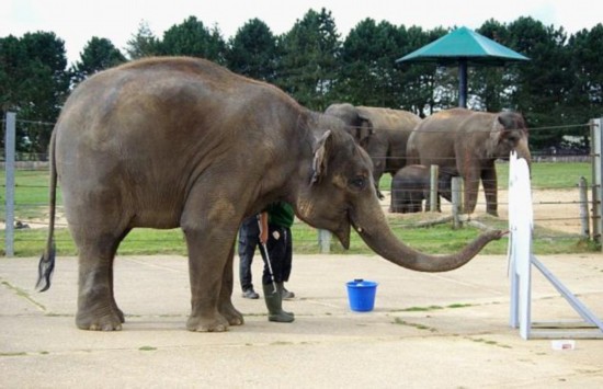 英大象鼻子作画成明星 作品竞拍价上百英镑