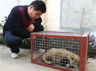 旱冰场迎来不速之客三不像 竟是鲁迅笔下獾(图)