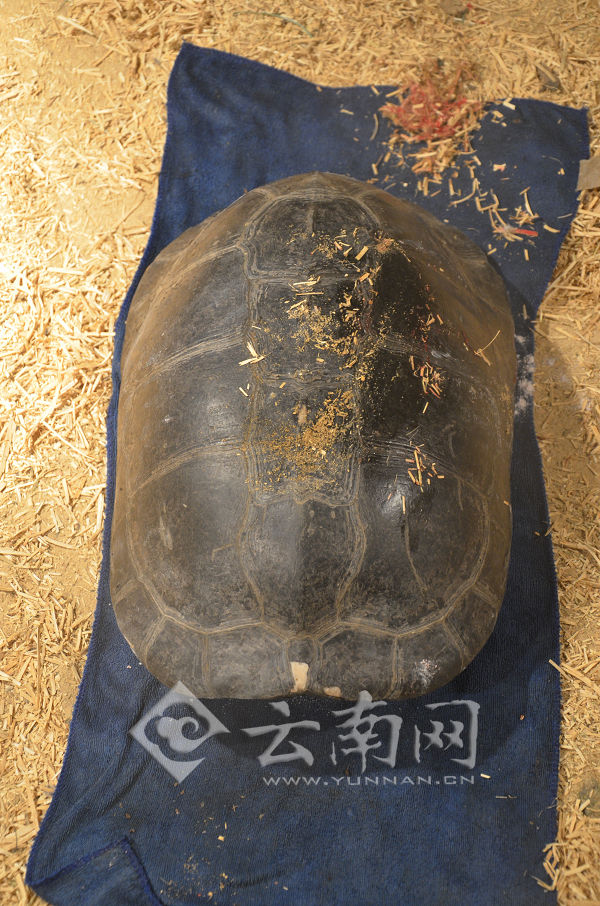 亚洲巨龟伤痕累累 野生动物园收容救助