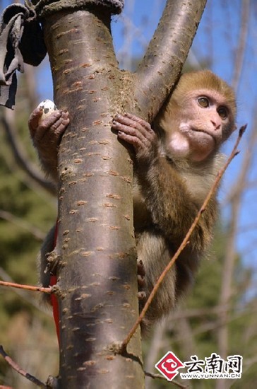 云南野生动物园动物一起准备寻蛋大会(图)