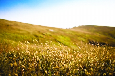 一组金黄色草原的美景图片在网上流传甚广