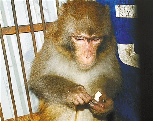 重庆野生猕猴光临山村 遭猎犬围攻缝46针(图)_资讯频道_凤凰网