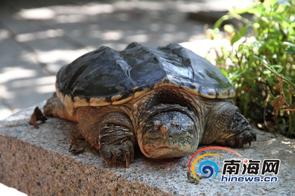 湖北女士重金买下山龟到三亚放生 呼吁保护物种