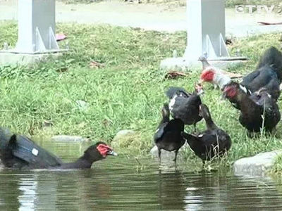 高雄"偷蛋贼"拿走鸭蛋放石头 害母鸭孵蛋做白工