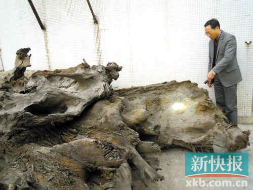 孙先生和他花费几十万元购买的金丝楠阴沉木