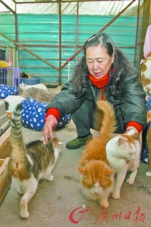 蔡姨收养流浪猫狗已经二十余载.实习生王昌辉 记者 苏俊杰 摄