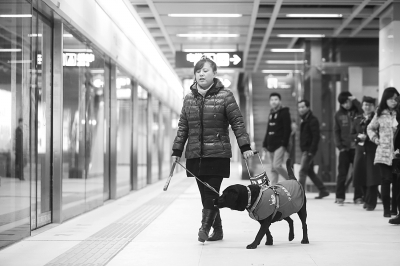 导盲犬珍妮,武汉欢迎你!