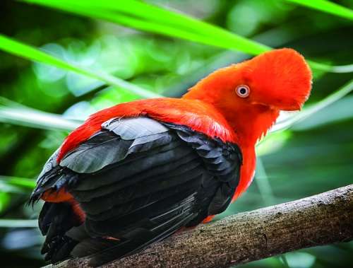 秘鲁雨林:约会飞禽走兽