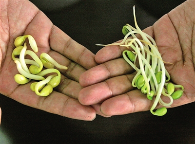 校园  原标题:三招鉴别好豆芽 温州网讯 《一根豆芽的尴尬"问诊路"》