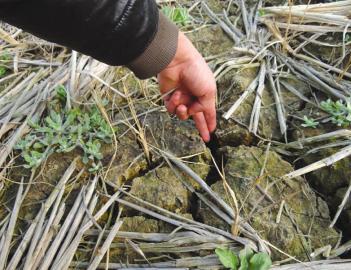 近两月未下雨 内江60个监测点报告:冬旱严重