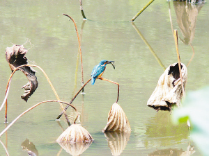 冬候鸟赖在重庆 夏候鸟提前报到 观鸟好时机到