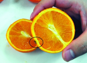这样的橙子还能吃吗