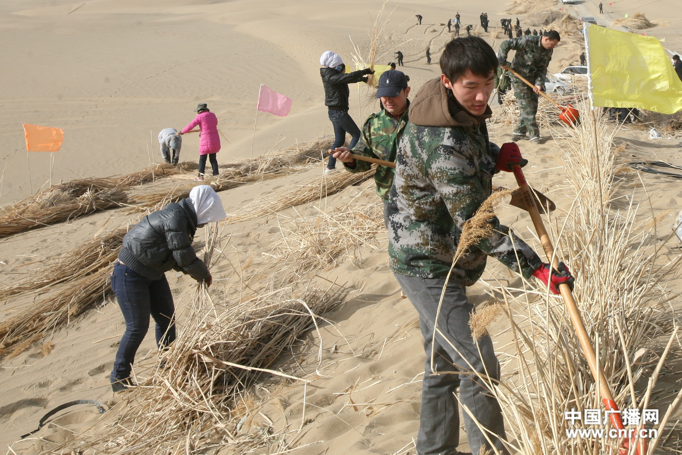 新疆且末万人治沙 建成12公里绿色长廊(图)