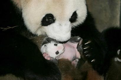 大熊猫超级妈妈光荣退休