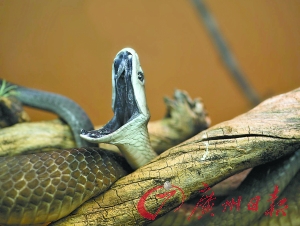 以蛇为名的尖端武器大盘点