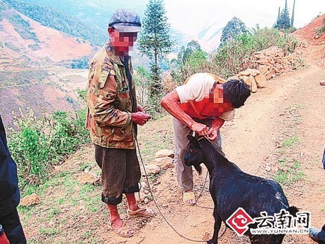 一只母羊两村民相争 老羊识途找主人_资讯频